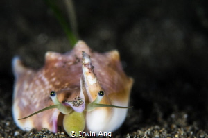 S M I L E 
Strombus vomer (Euprotomus vomer)
Anilao, Ph... by Irwin Ang 